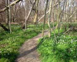 Some of the components of these forests are access Some of the components of these forests are accessible to visitors. Studies in Bukovsky vrchy (Slovakia) also have hiking trails so that the visitors